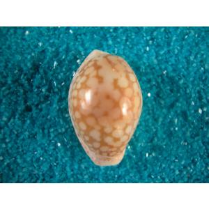 ピンクメンコイダカラ : 貝殻ストア - 通販 - Yahoo!ショッピング