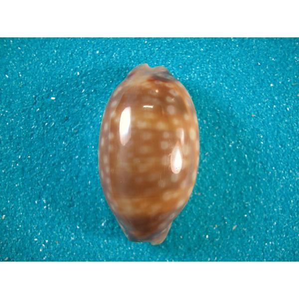 シマウマダカラ