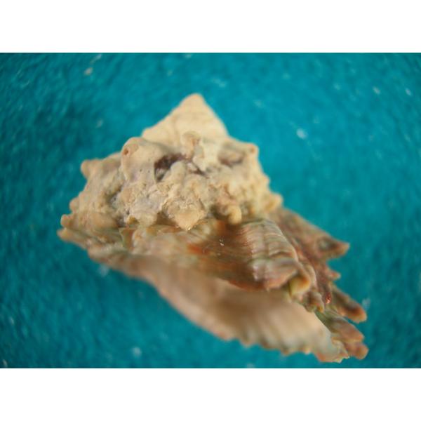 キザミウズガイ