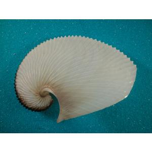 カミナリサザエ : 貝殻ストア - 通販 - Yahoo!ショッピング