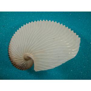 クロハラダカラ : 貝殻ストア - 通販 - Yahoo!ショッピング