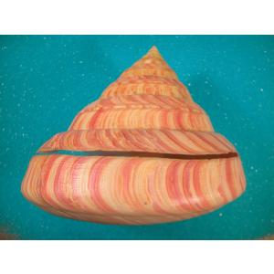 アンシュウオキナエビス : 貝殻ストア - 通販 - Yahoo!ショッピング