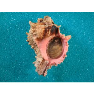 キグチホラダマシ : 貝殻ストア - 通販 - Yahoo!ショッピング