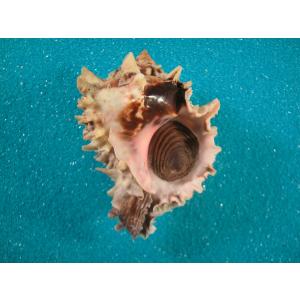 アンシュウオキナエビス : 貝殻ストア - 通販 - Yahoo!ショッピング