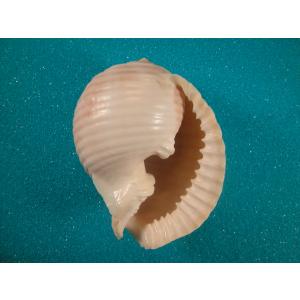 ミヤコボラ : 貝殻ストア - 通販 - Yahoo!ショッピング