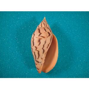 m*a様 貝殻　貝標本　 ブランデーガイ　GEMー 　生貝 m*a様 貝殻 貝標本 ブランデーガイ GEMー 生貝