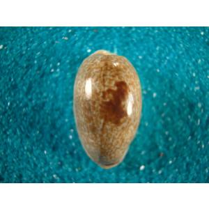 ニッポンダカラ : 貝殻ストア - 通販 - Yahoo!ショッピング