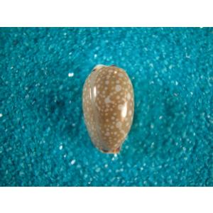 タカラガイ、貝殻、びーどろダカラ ビードロダカラ : 貝殻ストア - 通販 - Yahoo!ショッピング