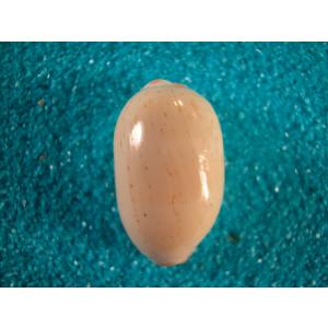 ウスアカネダカラ、 自然・標本 :: 標本 :: ウスアカネダカラApricot-Coloured Cowry