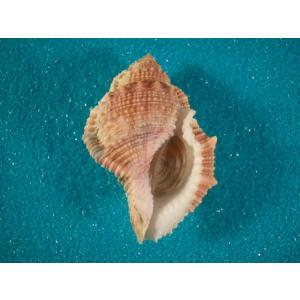 ミヤコボラ : 貝殻ストア - 通販 - Yahoo!ショッピング