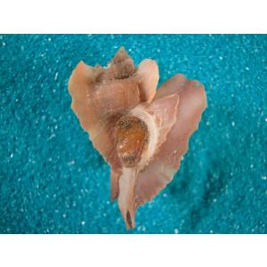 ボタンガンセキボラ　蓋付き　貝殻　標本 ボタンガンゼキボラ : 貝殻ストア - 通販 - Yahoo!ショッピング