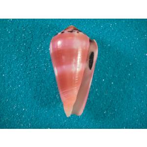 ハワイホシダカラ : 貝殻ストア - 通販 - Yahoo!ショッピング