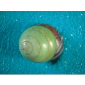 インドネシアミドリマイマイ : 貝殻ストア - 通販 - Yahoo!ショッピング