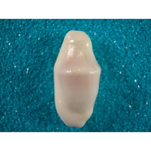 シモンカフスボタン