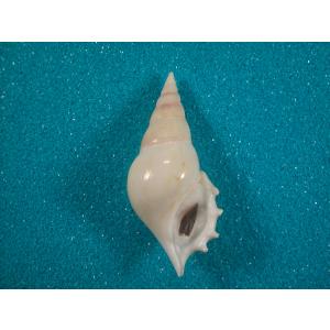 ラクダガイ : 貝殻ストア - 通販 - Yahoo!ショッピング