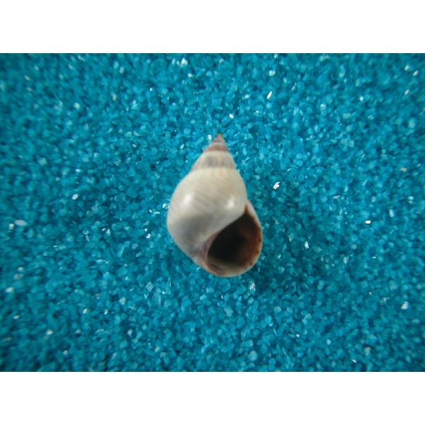 ジグザグタマキビガイ(タマキビガイ科)