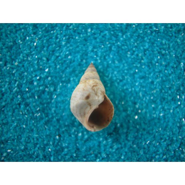 ジグザグタマキビガイ(タマキビガイ科)