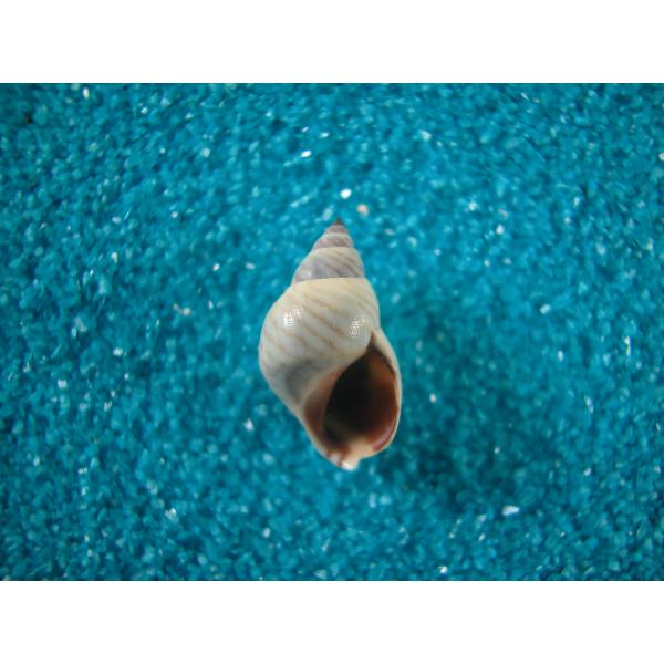 ジグザグタマキビガイ(タマキビガイ科)