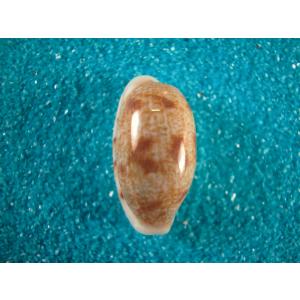 ピンクメンコイダカラ : 貝殻ストア - 通販 - Yahoo!ショッピング