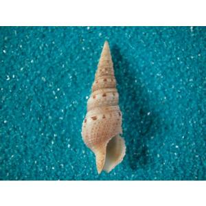 ナンヨウダカラ : 貝殻ストア - 通販 - Yahoo!ショッピング