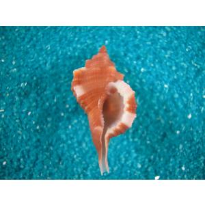 セイヨウホラガイ : 貝殻ストア - 通販 - Yahoo!ショッピング