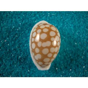 ニッポンダカラ : 貝殻ストア - 通販 - Yahoo!ショッピング