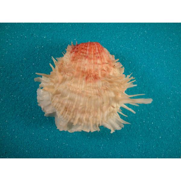 アメリカショウジヨウガイ