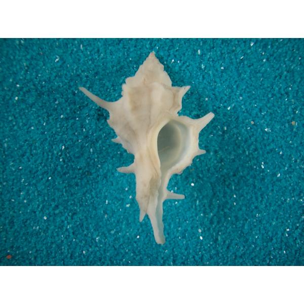 カリブヒイラギガイ