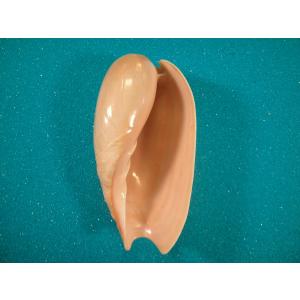 ダンシャクボラ : 貝殻ストア - 通販 - Yahoo!ショッピング