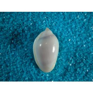 クロハラダカラ : 貝殻ストア - 通販 - Yahoo!ショッピング