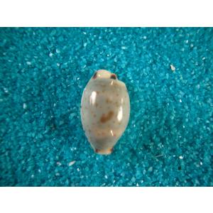 ホシダカラ : 貝殻ストア - 通販 - Yahoo!ショッピング