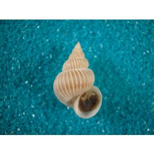 チャマダライトカケガイ : 貝殻ストア - 通販 - Yahoo!ショッピング