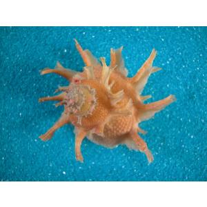 ブランデーガイ : 貝殻ストア - 通販 - Yahoo!ショッピング