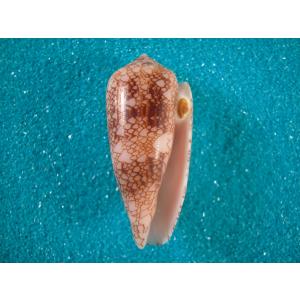 ホシダカラ : 貝殻ストア - 通販 - Yahoo!ショッピング