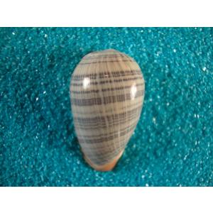 コビトリュウグウボタル : 貝殻ストア - 通販 - Yahoo!ショッピング