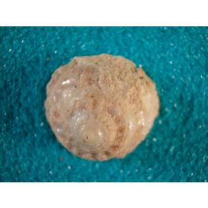 カミナリサザエ : 貝殻ストア - 通販 - Yahoo!ショッピング