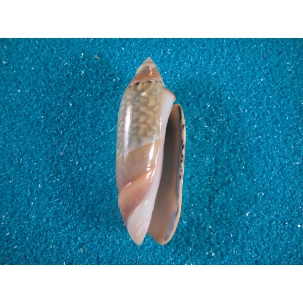 ジャワシミツキマクラ