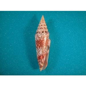 ハワイホシダカラ : 貝殻ストア - 通販 - Yahoo!ショッピング