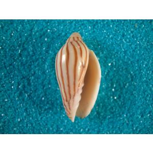 リュウグウウボラ : 貝殻ストア - 通販 - Yahoo!ショッピング