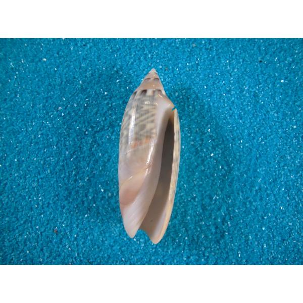 ジャワシミツキマクラ