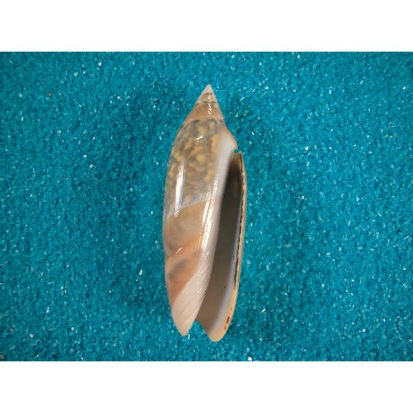 ジャワシミツキマクラ