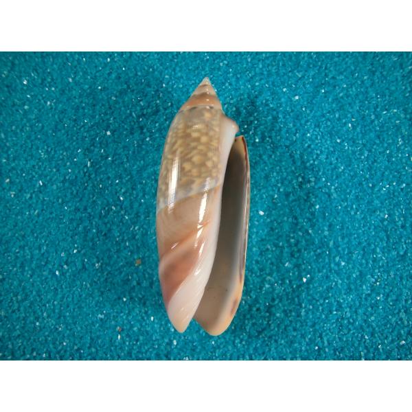 ジャワシミツキマクラ