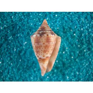タコブネ(アオイガイ科) : 貝殻ストア - 通販 - Yahoo!ショッピング