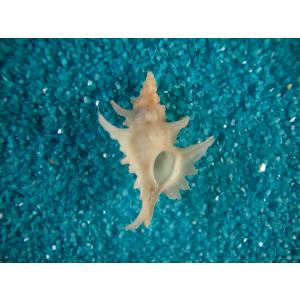 ダルマサラサバテイラ(タカセガイ） : 貝殻ストア - 通販 - Yahoo