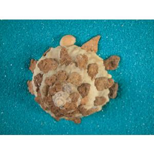 ハチジョウダカラ : 貝殻ストア - 通販 - Yahoo!ショッピング