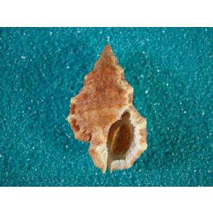 イワカワウネボラ