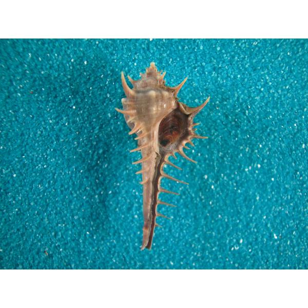 コゲチャホネガイ