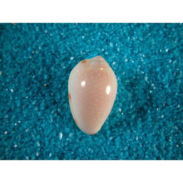 シモフリヘリトリガイ