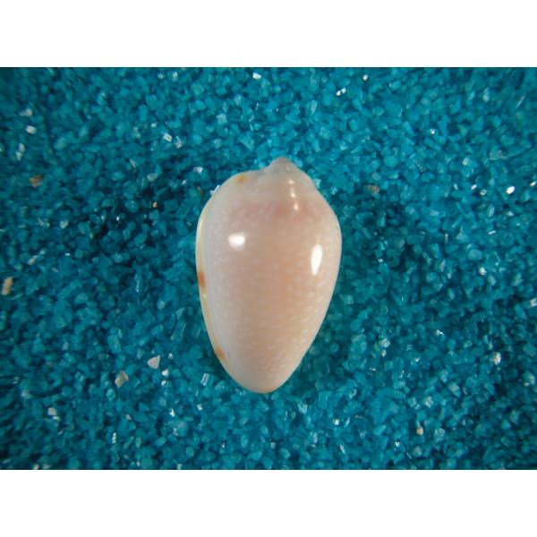 シモフリヘリトリガイ