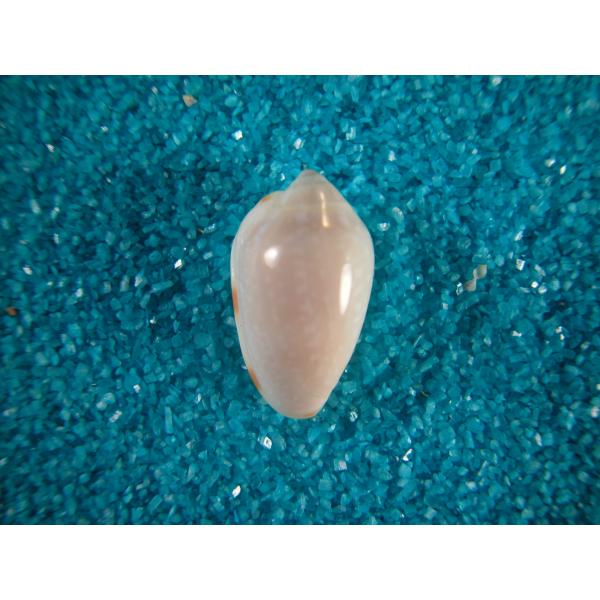 シモフリヘリトリガイ